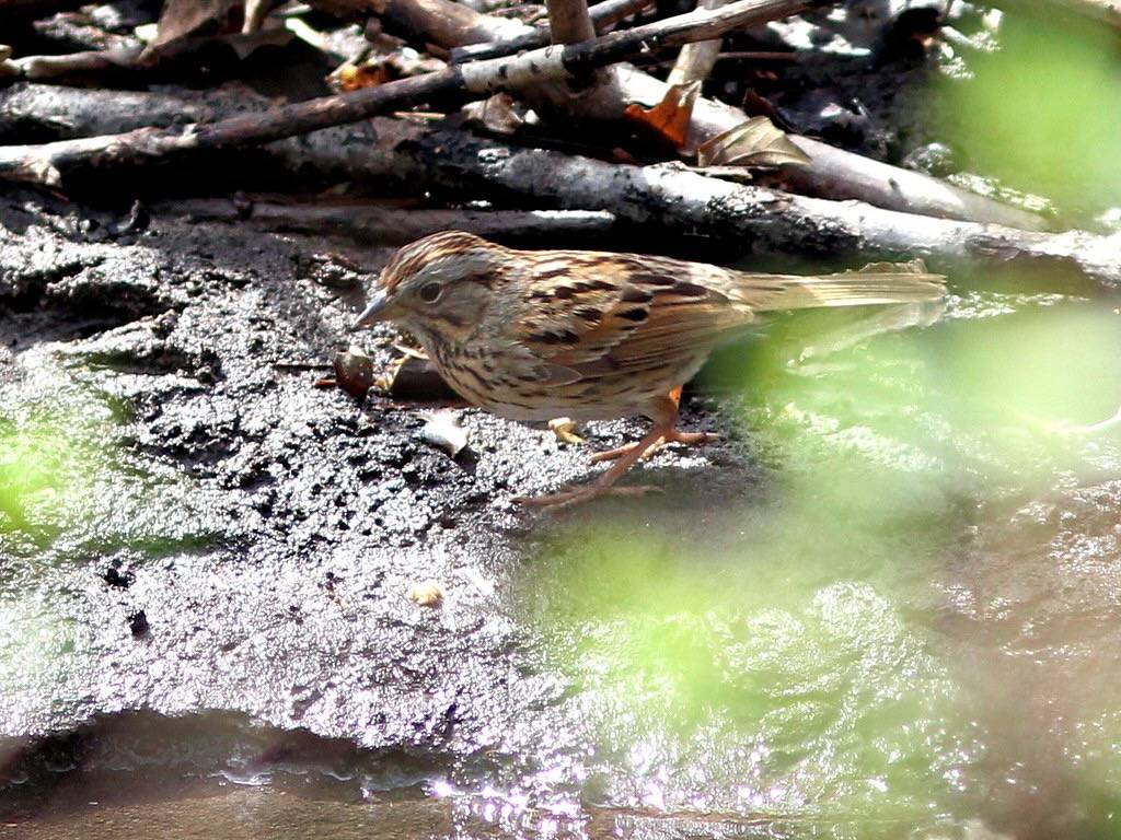 Lincoln's Sparrow 20130430 by Kenneth Cole Schneider is licensed under CC BY-NC-ND 2.0.